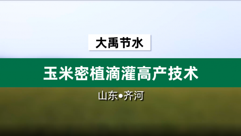 yp街机电子游戏节水玉米密植滴灌高产技术· 山东省齐河县豆腐窝灌区